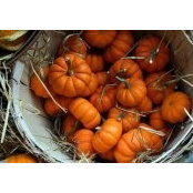 Rose Mead's photo
