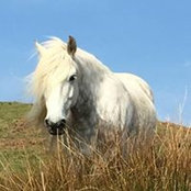 Elaine Cameron's photo