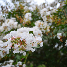 Garden Plants