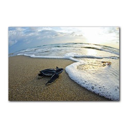 Ready2HangArt - Ready2hangart Christopher Doherty Photography 'Turtle' Canvas Wall Art - Prints And Posters