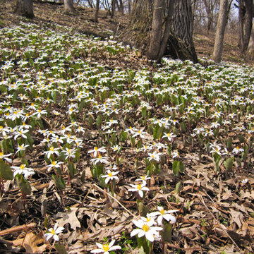 Sanguinaria canadensis / Bloodroot