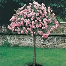 Cavanaugh Alternate Plants