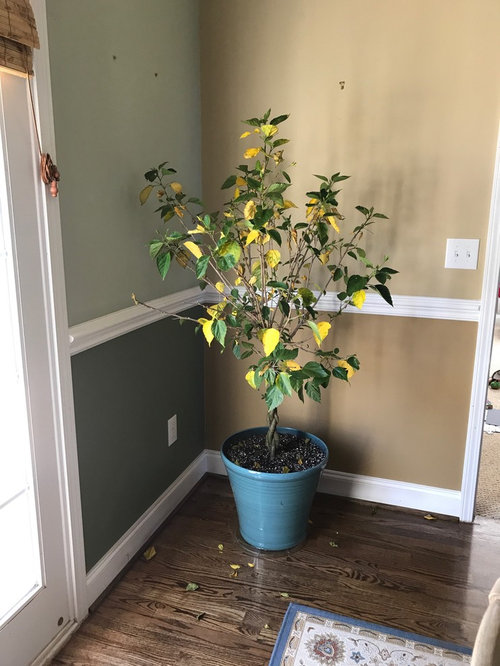 Hibiscus rosa sinensis yellowing and dropping leaves