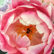 Liz Laffont's photo
