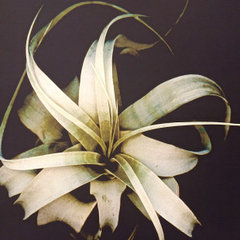 Tendril Studios