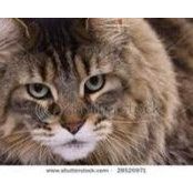 Kathy Shores's photo