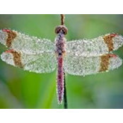 Debbie Riefolo Kurtz's photo