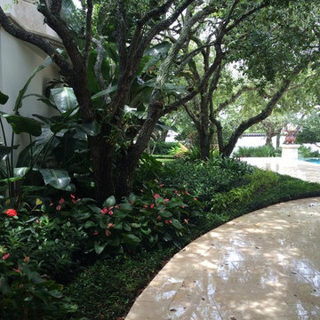 Tropical Landscape