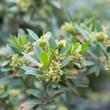 Coffeeberry Hedge in Bloom