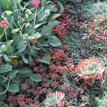 LINDA ESTRIN - LINNINGTON GARDEN