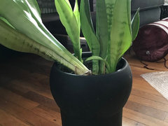 Help with falling over snake plant | Houzz Forum