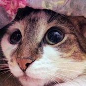 Amela Škapurević's photo