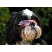 Riley Tzu's photo
