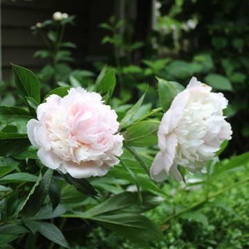Rosebrook Garden 2017 Garden Tour