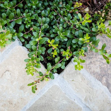 Texture in the Garden