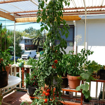 Growing Tomatoes in Containers