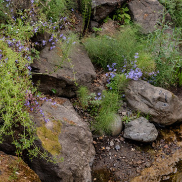 Creekside Restoration: Close-Up of Creekside Plantings with Light Purple Blooms