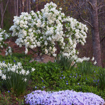 Snow Day™ 'Blizzard' Pearl-Bush