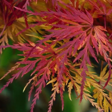 Japanese Maples | Selection | Care