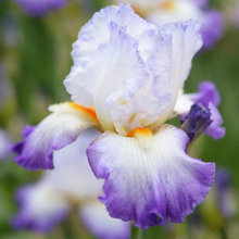 Iris Wishes