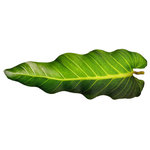 Dragon 88 - Philodendron Leaf 3D Pillow - A beautiful Philodendron Leaf Pillow that doesn’t need to be watered! You can now enjoy a Philodendron in any room: on your sofa, bed, your favorite chair! Photo Realism 3D Pillow that is digitally printed on both sides in rich color on a soft linen textured fabric.