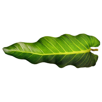 Philodendron Leaf 3D Pillow