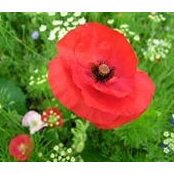 Farida Babayeva's photo