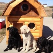 Corolla Laucks foto