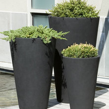Plantas