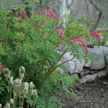Bleeding Hearts & emerging Ferns