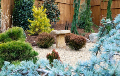 Designing With Conifers: Personality and Form in the Garden