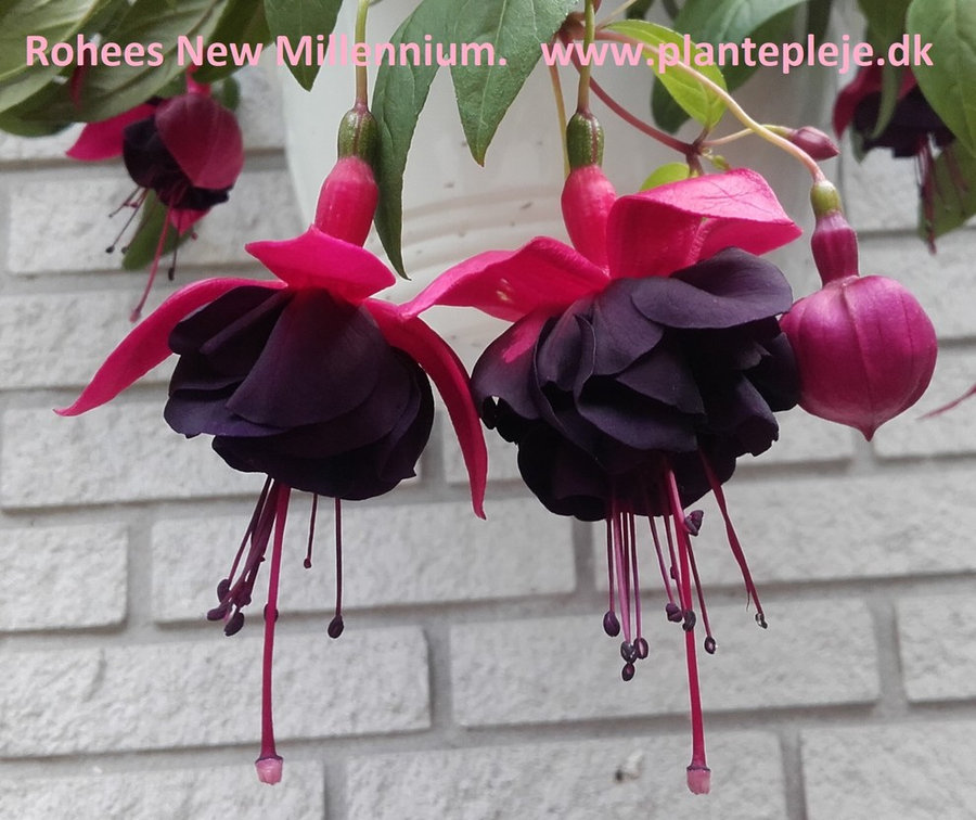 Fuchsia liste 2020 (her ses fotos af en mindre del af de fuchsia vi producere)