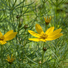 Tickseed
