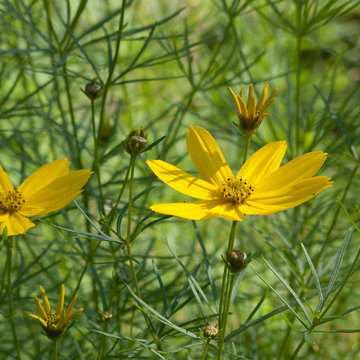 Great Design Plants