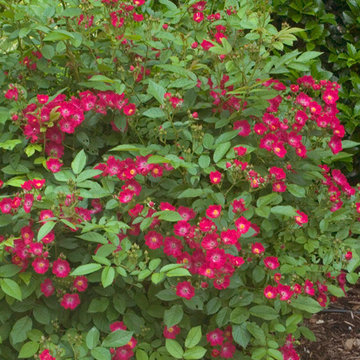 Oso Happy® Candy Oh! Landscape Roses