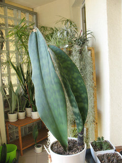 What To Do With Damaged Leaf On New Sansevieria