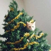 Meghan Cooper's photo
