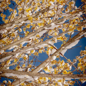 Infuse your garden with late winter blooms and fragrance
