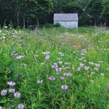 Osterville Wild Flower Meadow