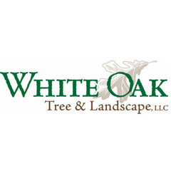 White Oak Tree & Landscape