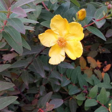 In Bloom