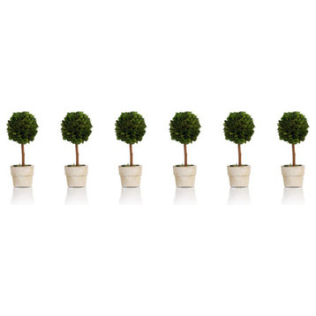 6" Tall Preserved Boxwood Topiary, Ball Shaped (Set of 6)
