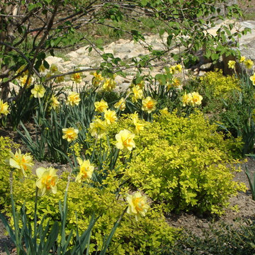 Daffodil 'Tahiti', Spirea 'Gold Mound'