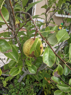 Bartlett Pear with Lime –