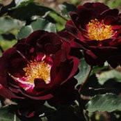 Edwin Gussenhoven's photo