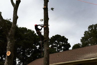 Tree removal in Tyler