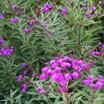 Plant Ideas & Colorful Combinations