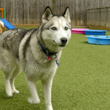 Affectionate Pet Care
