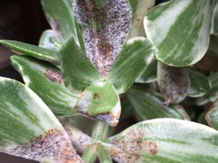 Powdry Mildew Jade Plant | Houzz Forum