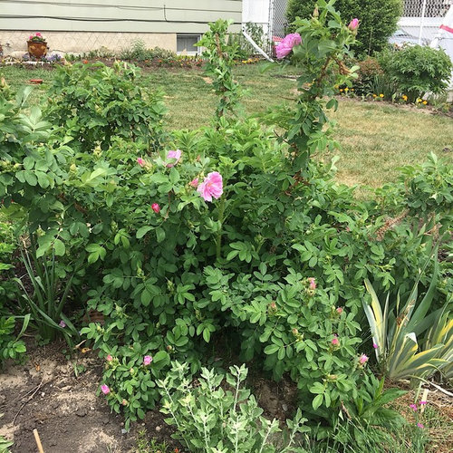 Cold Hardy Roses 2018